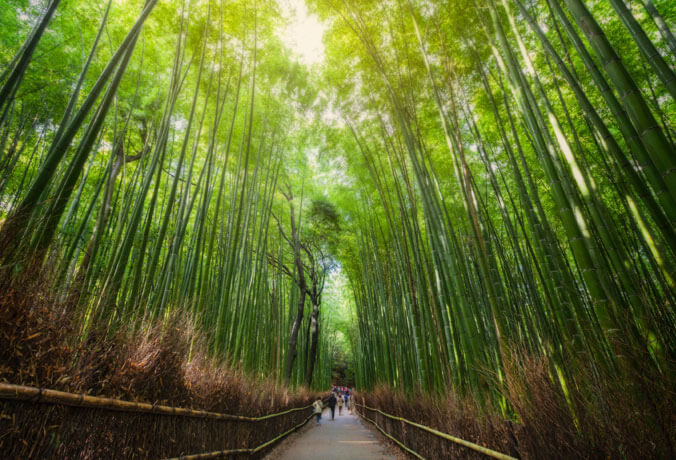 Floresta de Bambu Arashiyama Kyoto Japão 