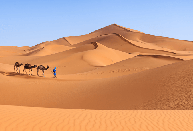 Camelos deserto do Saara