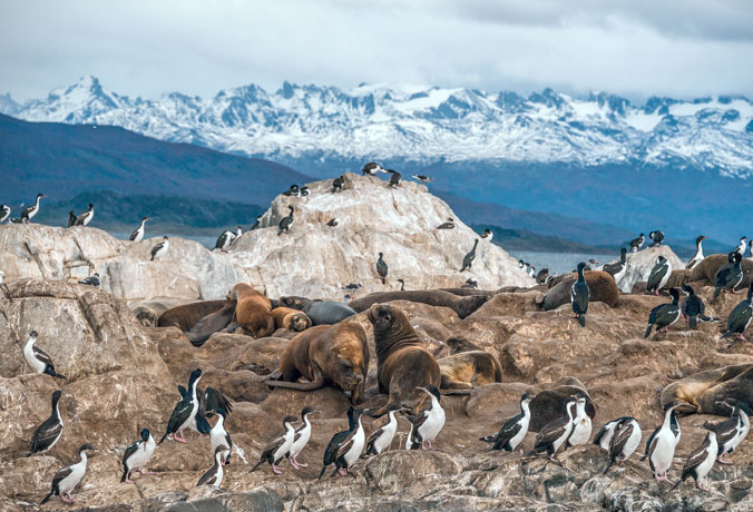 cormorões leões marinhos patagônia 