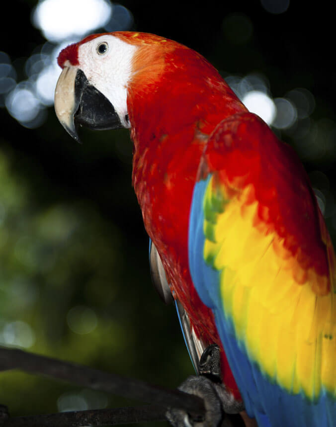 Aviário Nacional da Colômbia Cartagena