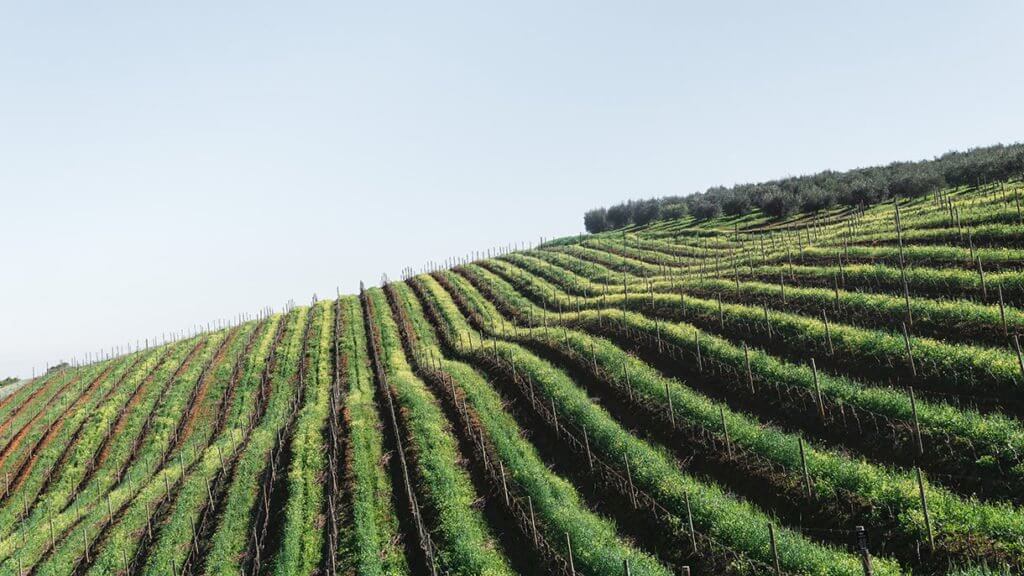 vinícolas africa do sul 