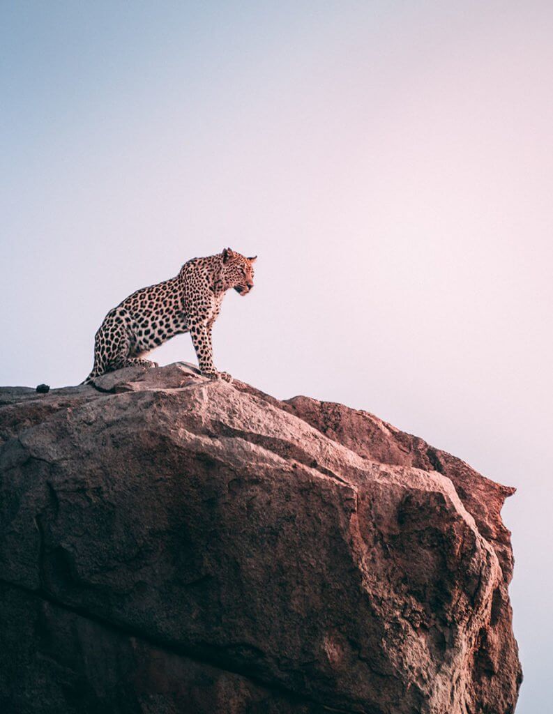 safari fim de tarde