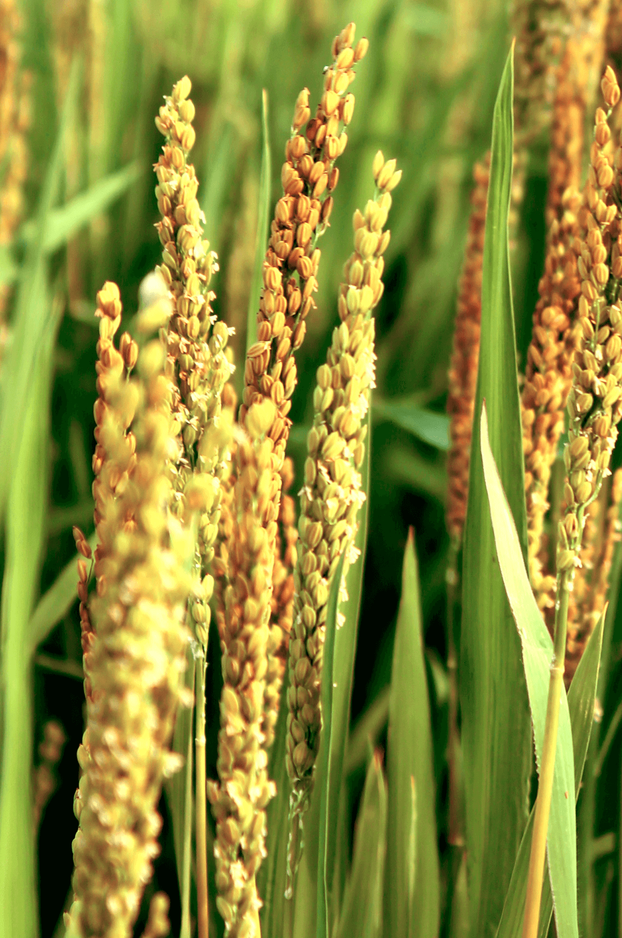 plantação arroz Alto do Marins