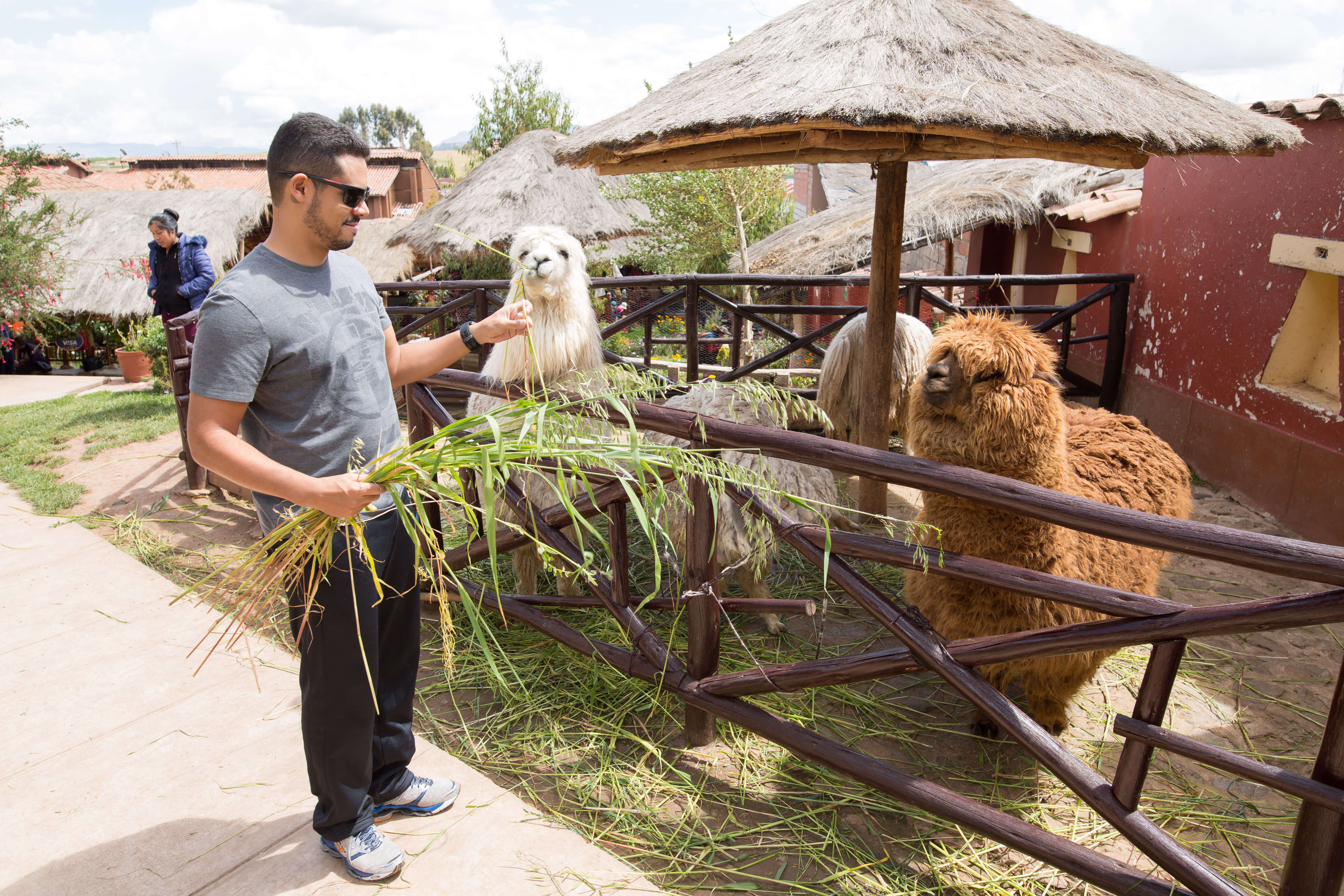 alpaca chinchero Peru