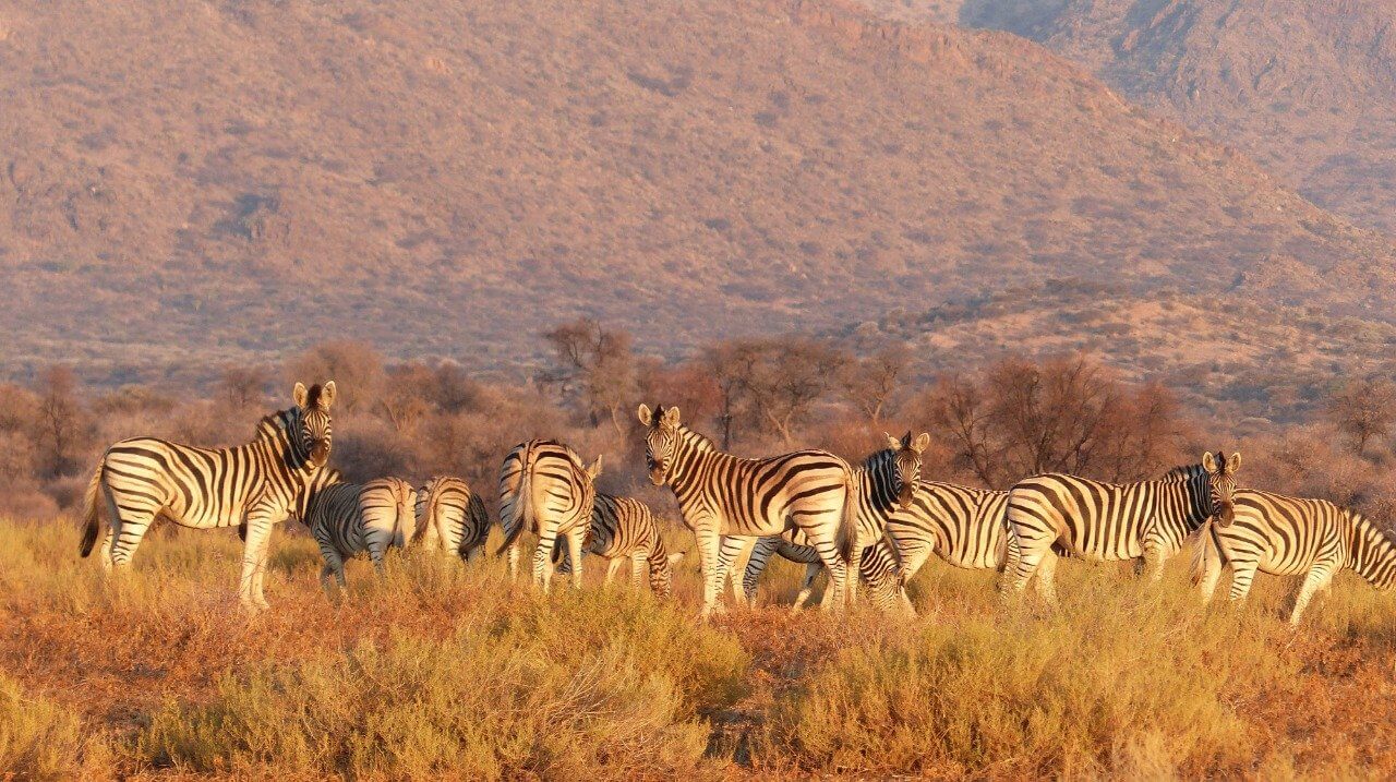 O QUE OS SAFÁRIS NA ÁFRICA TÊM PARA NOS ENSINAR?