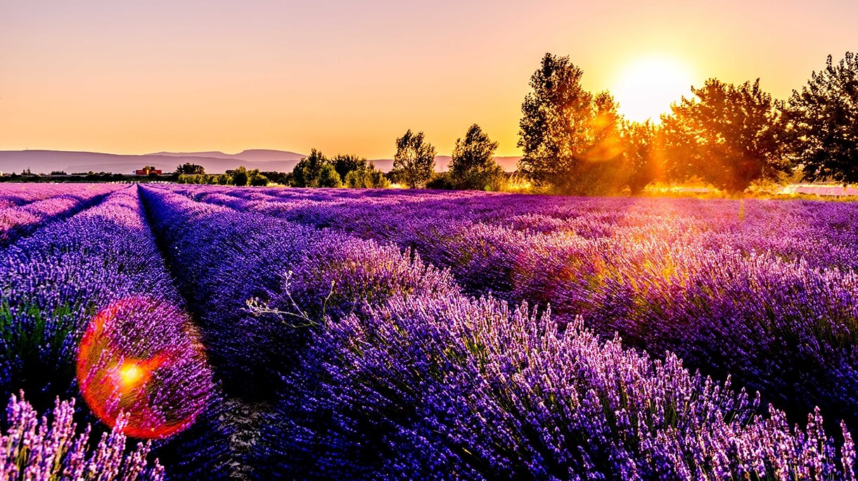 A PROVENCE E SUA PAISAGEM OLFATIVA