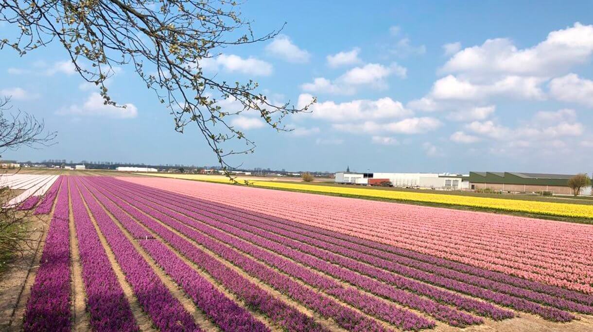 CORES E AMORES DA PRIMAVERA NA HOLANDA