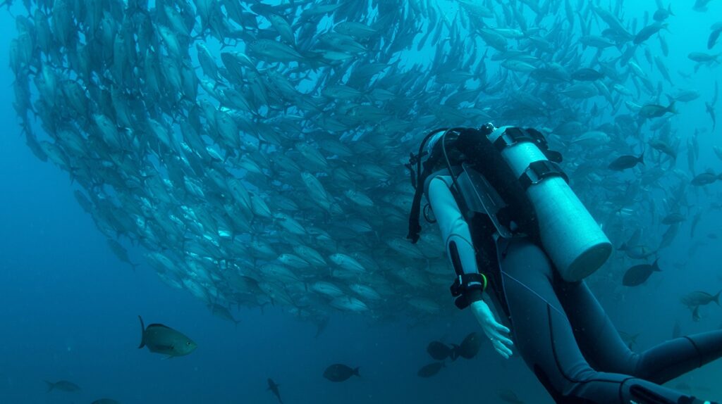 SYLVIA EARLE: AOS 82 ANOS UMA DAS AMBIENTALISTAS MAIS ATIVAS DO PLANETA