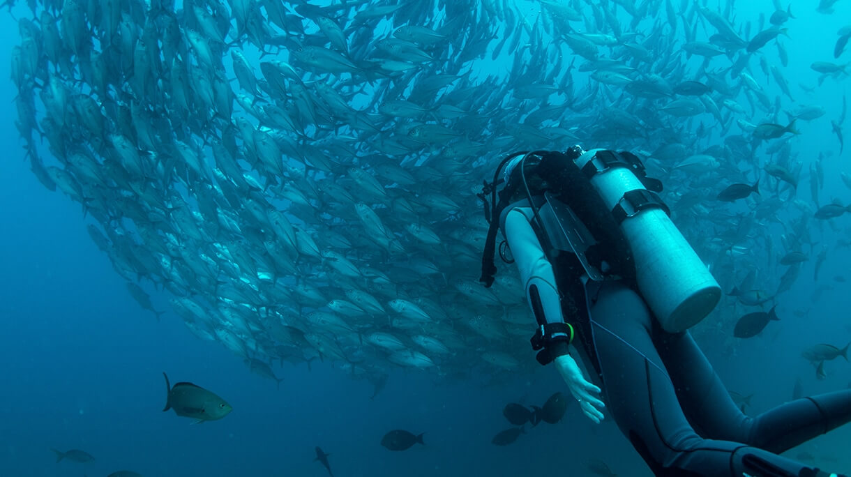 SYLVIA EARLE: AOS 82 ANOS UMA DAS AMBIENTALISTAS MAIS ATIVAS DO PLANETA