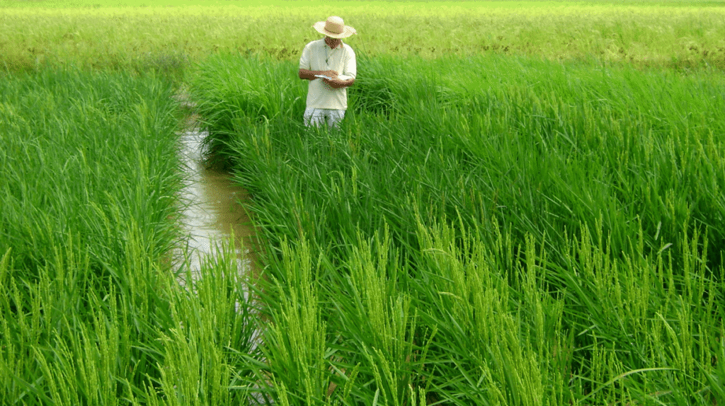 PAISAGENS GASTRONÔMICAS — O ARROZ ESPECIAL QUE NASCE AOS PÉS DO PICO DOS MARINS
