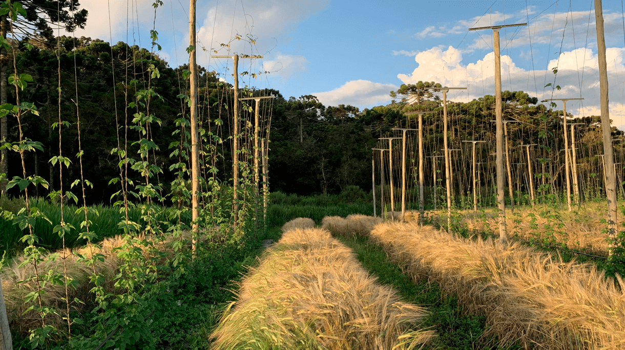 O INOVADOR PLAYGROUND AGRÍCOLA DE RODRIGO VERALDI