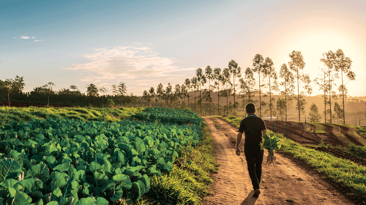 PAISAGENS GASTRONÔMICAS —  DA TERRA AO PRATO: UM CULTIVO ARTESANAL