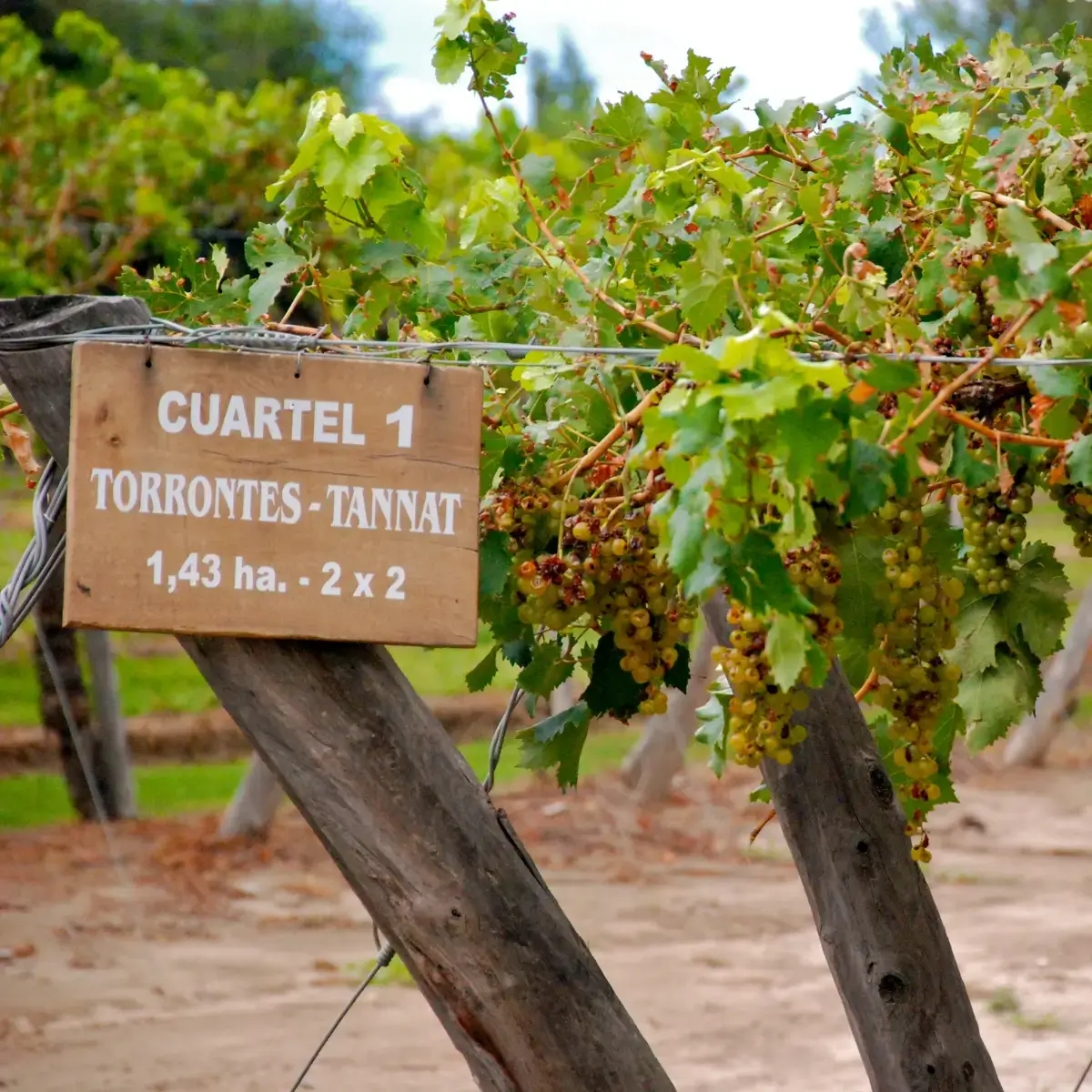 Torrontés, uva branca emblemática da Argentina