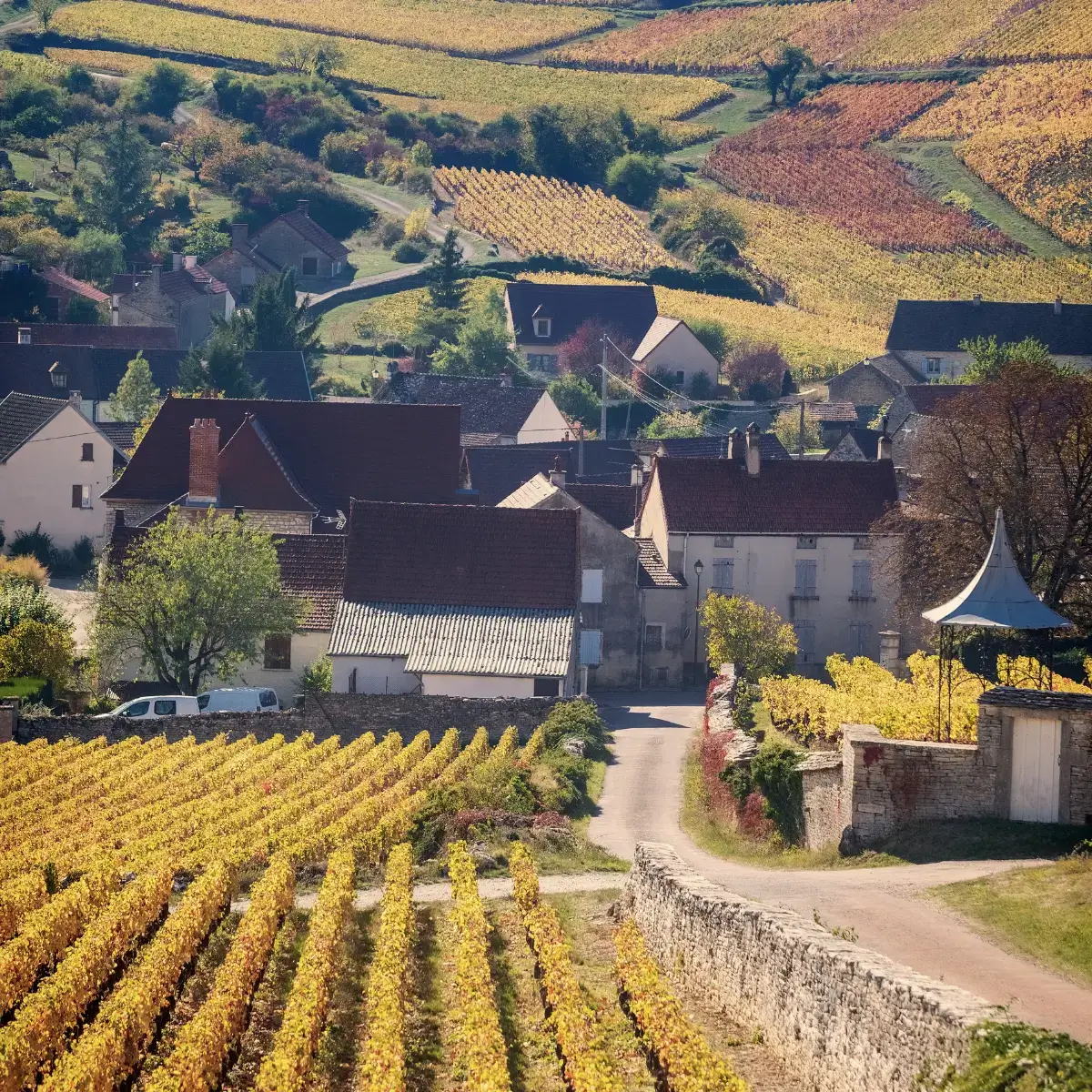 Vinhedos da Borgonha, o berço do Pinot Noir