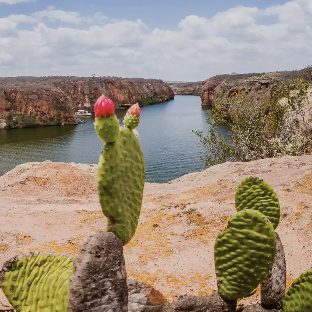 Mandacaru com frutos vermelhos no topo dos cânions com vista para o Rio São Francisco em Alagoas, Nordeste