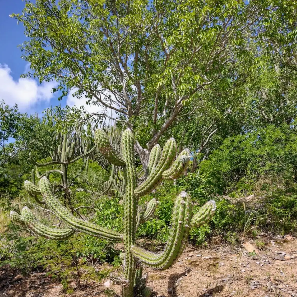 Cacto Mandacaru no sertão do Alagoas, Rota do Cangaço