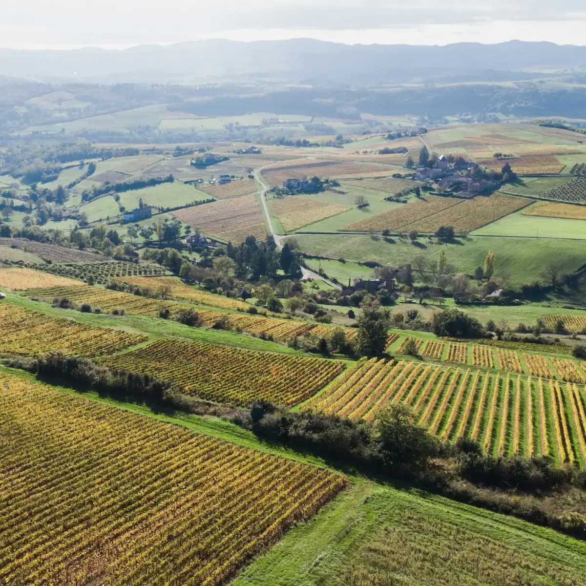 Paisagem dos vinhedos em Beaujolais, região de produção vinícola renomada na França e em todo o mundo.