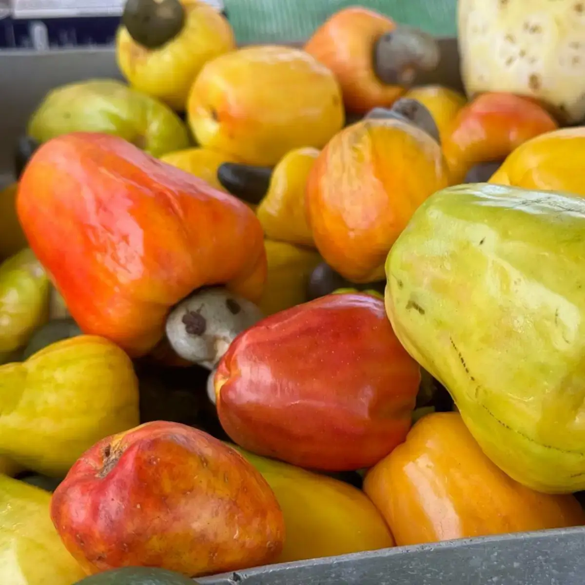 caju, fruta tropical do nordeste, muito produzida e consumida no maranhão