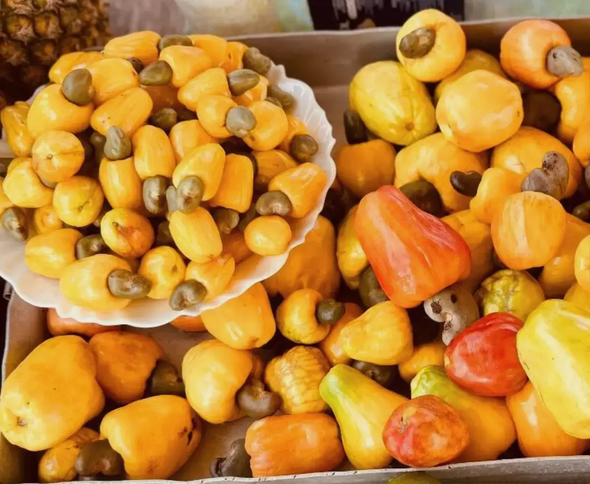 Caju fruta típica da culinária maranhense