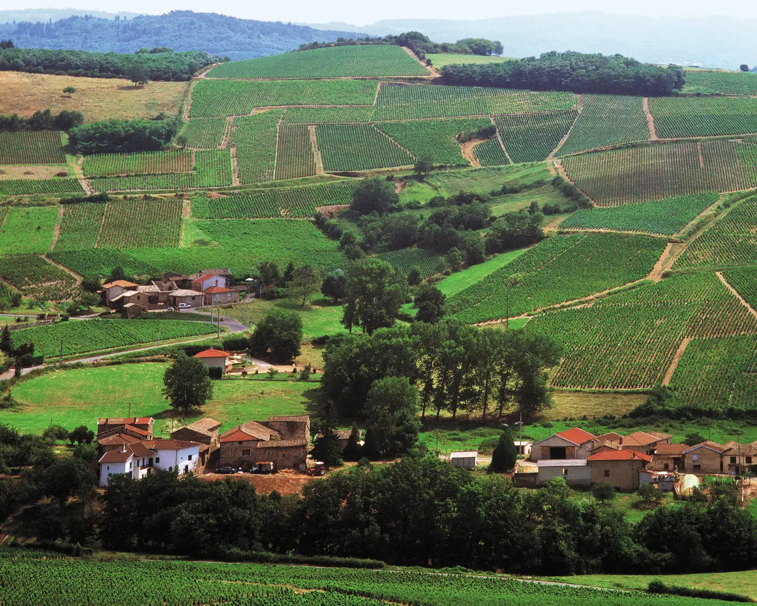 vinhedos Beaujolais borgonha